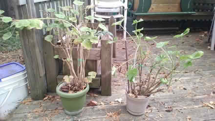 Photo of free Potted geranium plants (Yonge & Mulock) #4