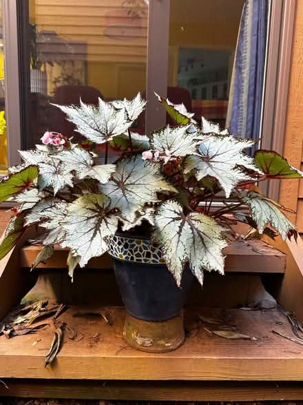 Photo of free Begonia (Princeton close to Rt 1) #1