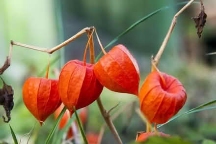 Photo of Orange Chinese lantern flowers (Box GL6) #1