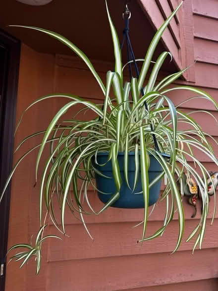 Photo of free Hanging spider plant (Princeton close to Rt 1) #1