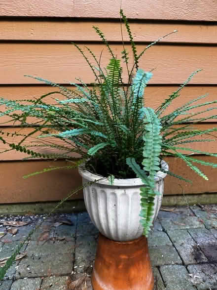 Photo of free Button Fern (Princeton close to Rt 1) #1