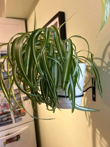 Photo of free Wall hang curly spider plant (Princeton close to Rt 1) #1
