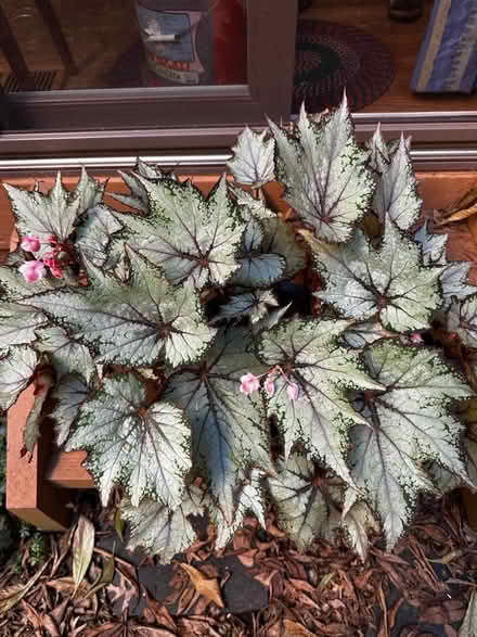 Photo of free Begonia (Princeton close to Rt 1) #2