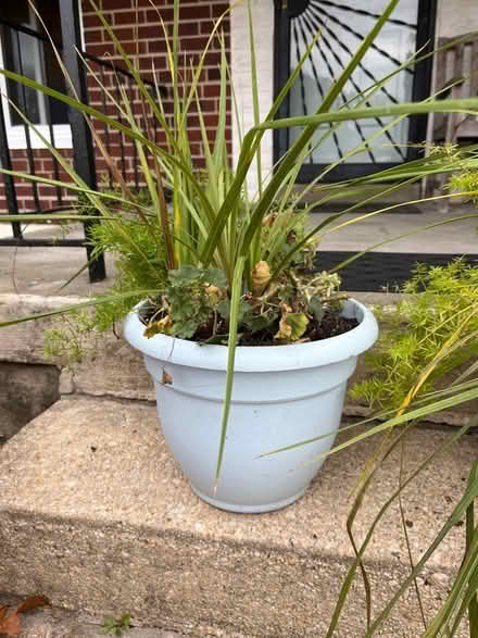 Photo of free Houseplants (Chinquapin Park) #1