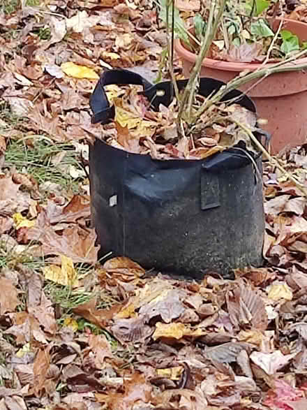 Photo of free Black cloth planters (Acton) #1