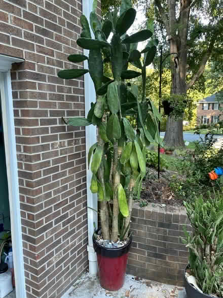 Photo of free Large cactus plant (Clemmons) #1