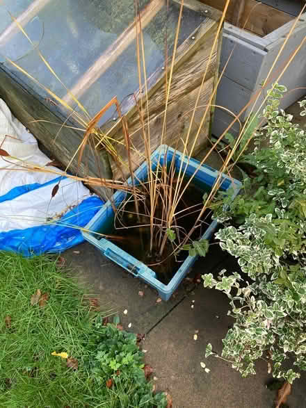 Photo of free Pond rushes (Kenilworth) #1