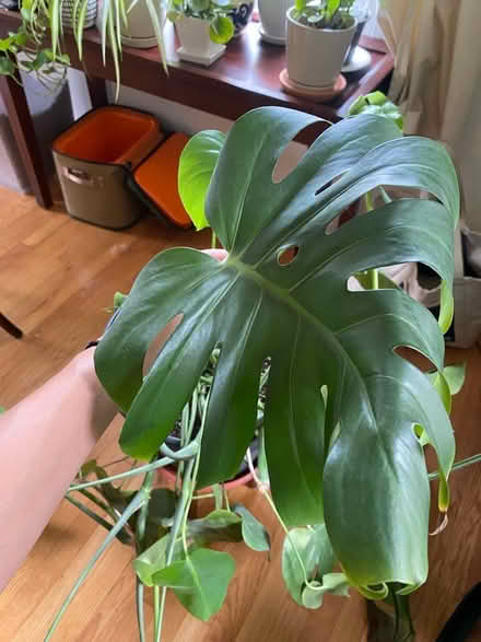 Photo of free Monstera Plant (Arlington) #2