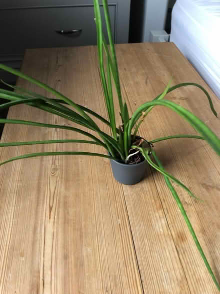 Photo of free Small Plant (Radstock) #1