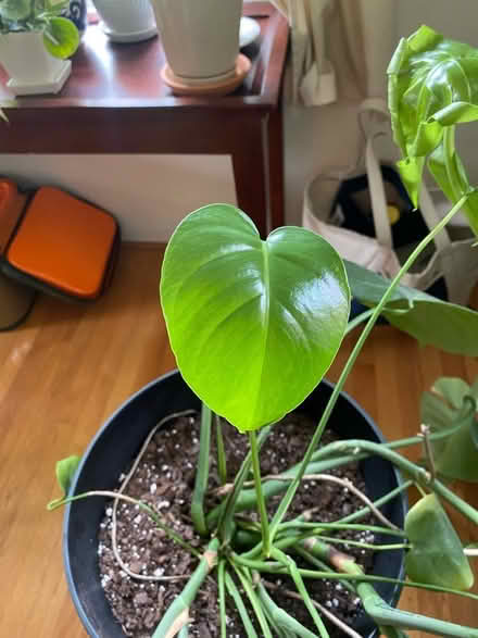 Photo of free Monstera Plant (Arlington) #4