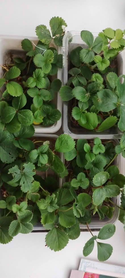 Photo of free Strawberries plants (Woodhouse S13) #1