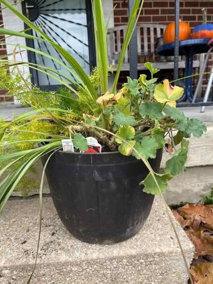 Photo of free Houseplants (Chinquapin Park) #2