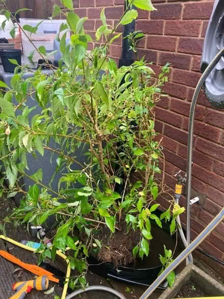 Photo of free Forsythia plant (Berkhamsted HP4) #1