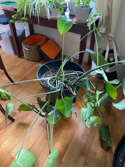 Photo of free Monstera Plant (Arlington) #3