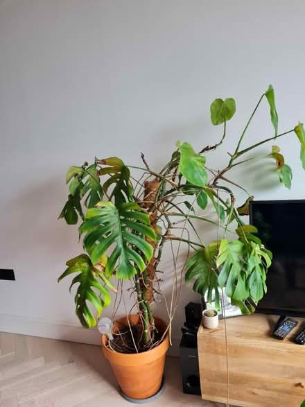 Photo of free LARGE Monstera/Cheese Plant (London fields, E8) #2