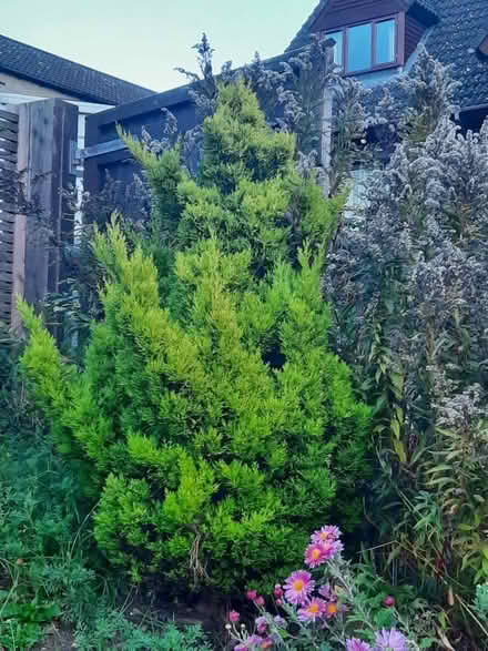 Photo of free Ornamental conifer (Stroud GL5) #2