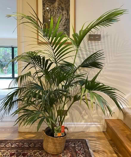 Photo of free Kentia (Howea forsteriana) Plant (Cutteslowe OX2) #1