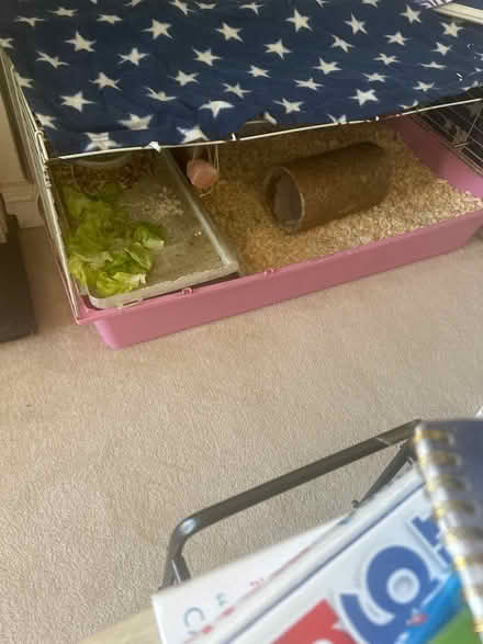 Photo of free Guinea pig cage and belongings (Thames ditton KT7) #1