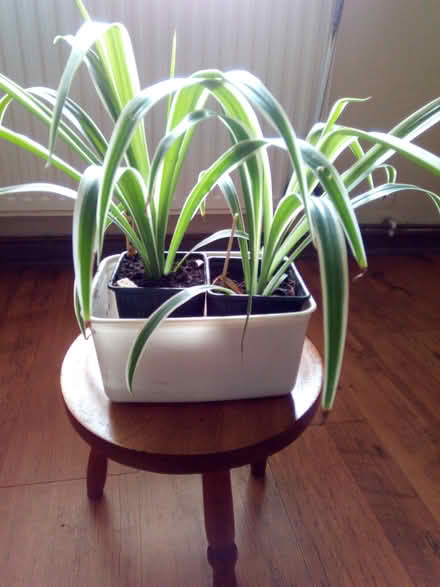 Photo of free Two spider plants,air cleaner (Blacon CH1) #1