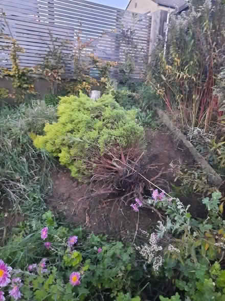 Photo of free Ornamental conifer (Stroud GL5) #1