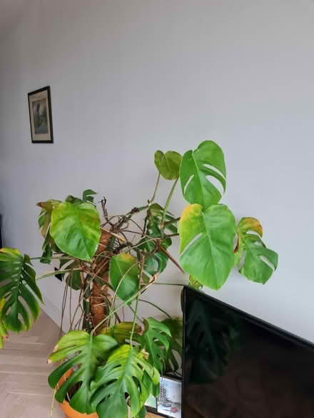 Photo of free LARGE Monstera/Cheese Plant (London fields, E8) #1