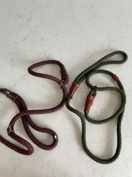 Photo of free 2 dog leads (CM1 Beaulieu) #1