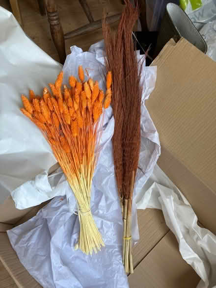 Photo of free Dried flowers (Blewbury OX11) #1