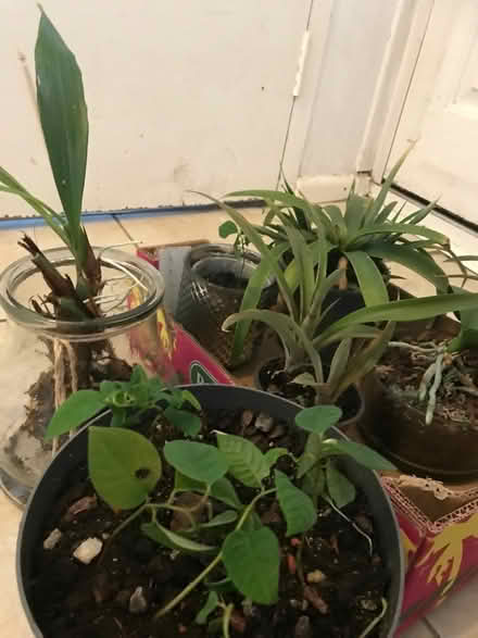 Photo of free Houseplants (Wells) #1