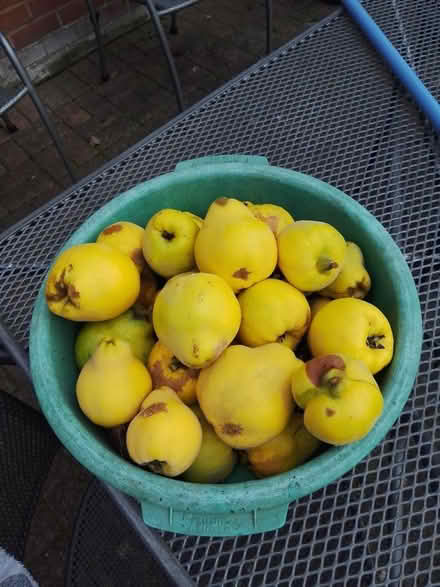 Photo of free Quince (Furzton MK4) #1
