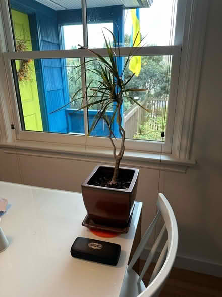 Photo of free Indoor Plant (Magnolia Seattle 98199) #2