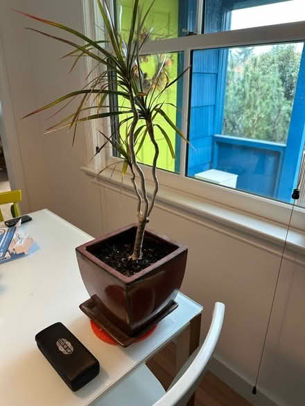 Photo of free Indoor Plant (Magnolia Seattle 98199) #1