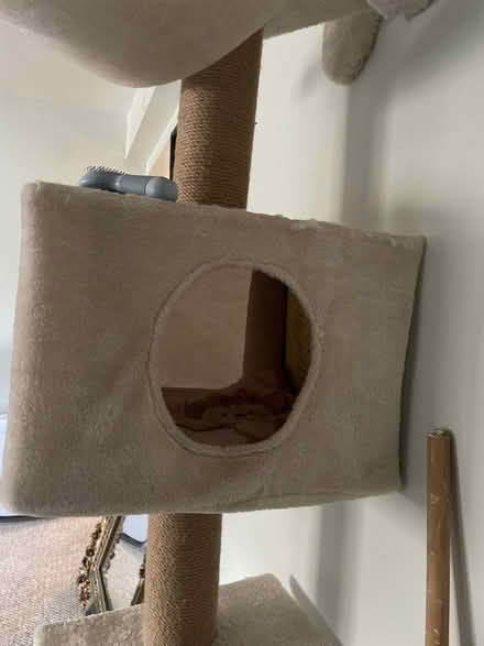 Photo of free Wall mounted cat tree (Flushing) #3