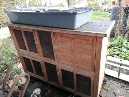 Photo of free Guinea pig set up (Hertford SG13) #1