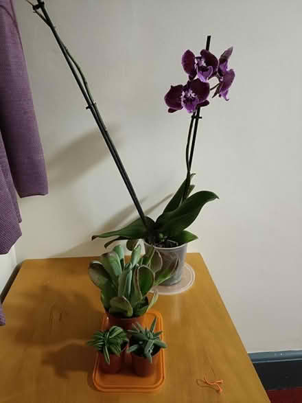 Photo of House Plants (M14) #1