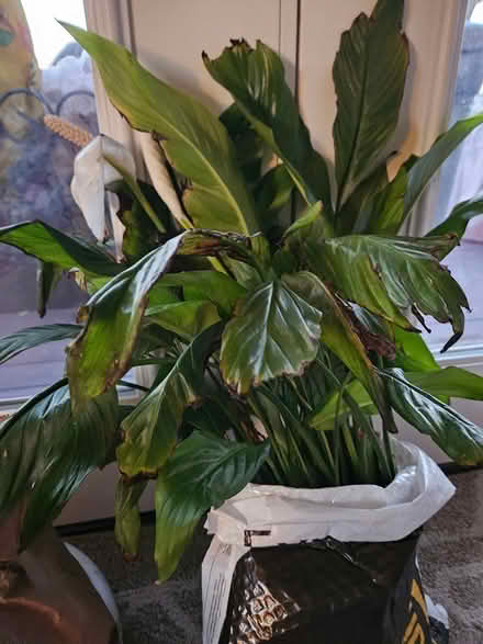Photo of free Peace Plant (Highlands, NJ) #1