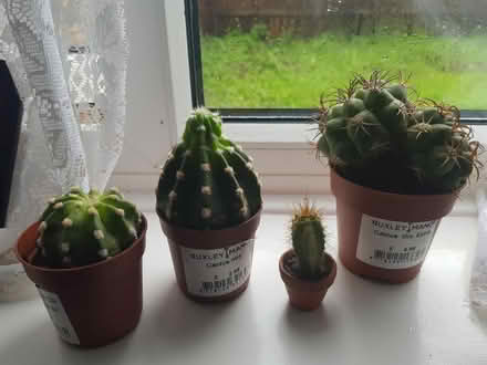 Photo of free Cactus plants (Sevenoaks) #1