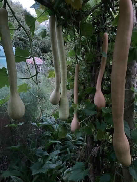 Photo of free Edible Squashes (CM9 Langford) #1