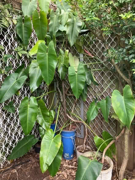 Photo of free Potted philodendrons or cuttings (Maroubra) #1