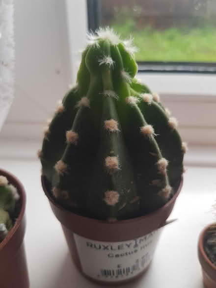 Photo of free Cactus plants (Sevenoaks) #3