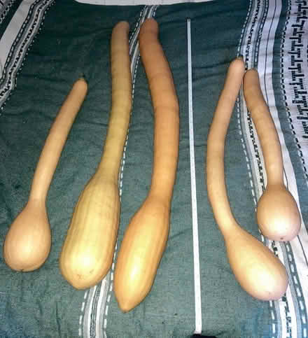 Photo of free Edible Squashes (CM9 Langford) #2