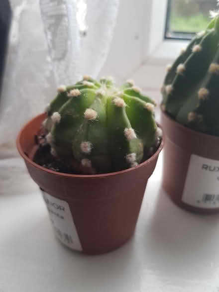 Photo of free Cactus plants (Sevenoaks) #2