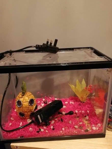 Photo of free Fish tank (Millisle, BT22) #4