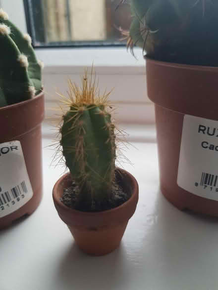 Photo of free Cactus plants (Sevenoaks) #4