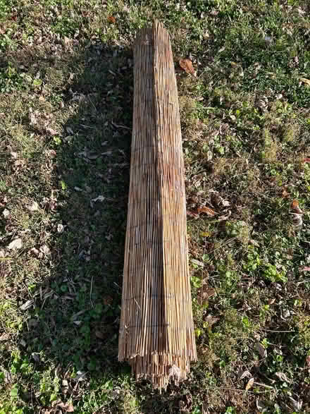 Photo of free Willow privacy screen (Germantown near train station) #1