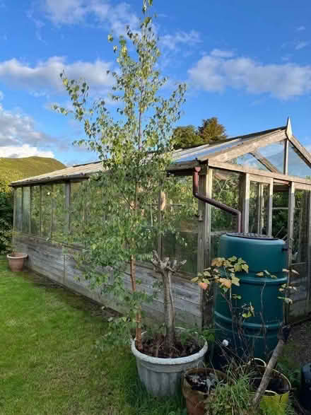 Photo of free Silver birch tree (Pontfaen/Forge SY20) #1