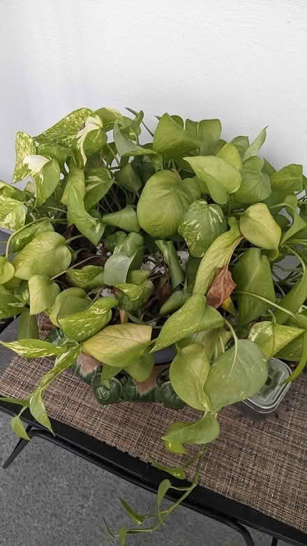 Photo of free Plants (Hallandale Beach) #1