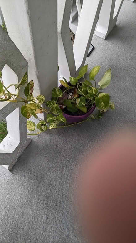 Photo of free Plants (Hallandale Beach) #2