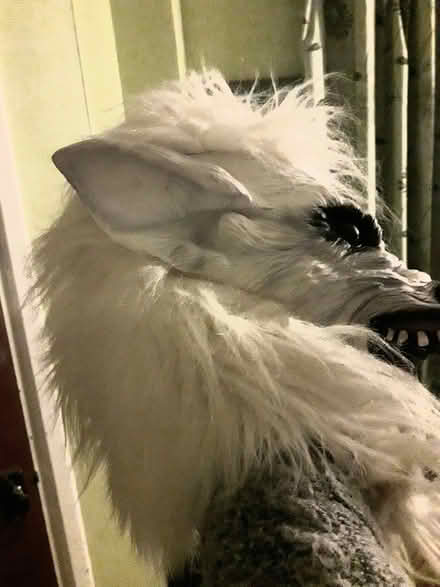 Photo of free Werewolf mask (West Twerton BA2) #2