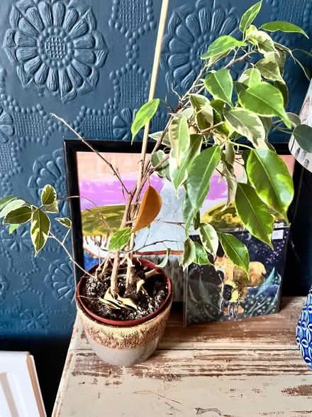 Photo of free Sad houseplants (Wadsley S6) #2
