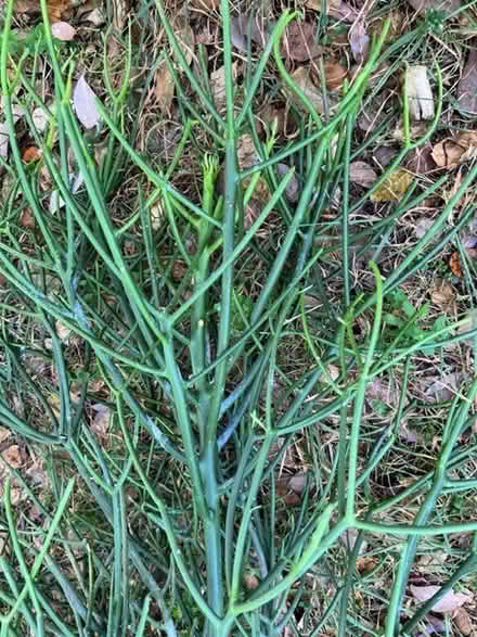 Photo of free XL Pencil Cactus cuttings (South West Pasadena.) #1